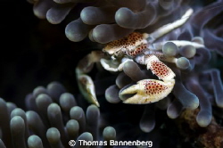 Porcelain crab

NIKON D7000 in a Seacam "Prelude" uw ho... by Thomas Bannenberg 